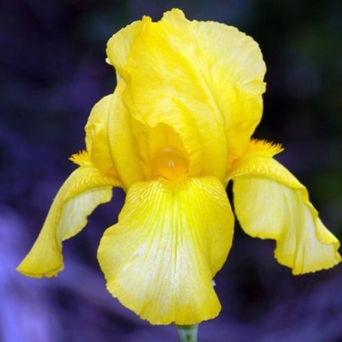 Iris germanica Goldfackel - Giaggiolo maggiore (Confezione di 3)