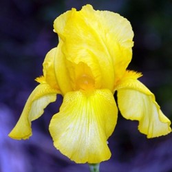 Iris germanica Goldfackel - Giaggiolo maggiore (confezione di 6)