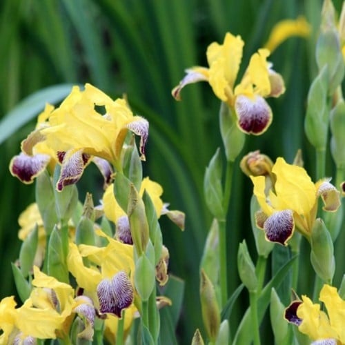 Iris germanica Nibelungen - Giaggiolo maggiore