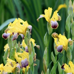 Iris germanica Nibelungen - Giaggiolo maggiore (confezione di 3)