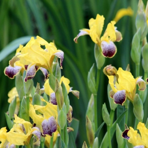 Iris germanica Nibelungen - Giaggiolo maggiore (confezione di 3)