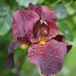 Iris germanica Nibelungen - Giaggiolo maggiore (Confezione di 3)