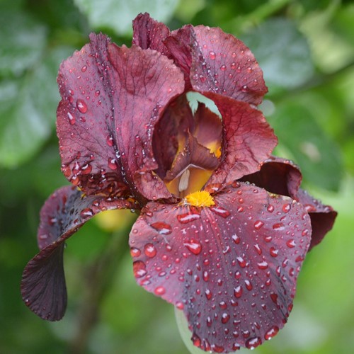 Iris Germanica Red Zinger - Baardiris (Sixpack)