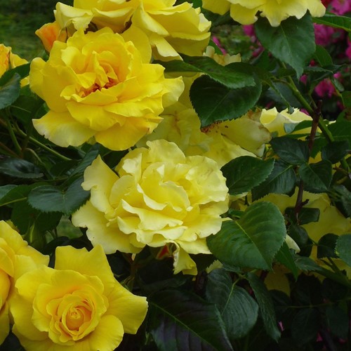 Rosa rampicante Golden Climber - Rosaio