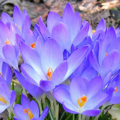 Crocus Ruby Giant - Crocus tommasinianus (Confezione XL)