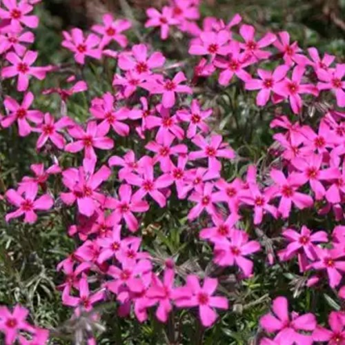 Flox 'Scarlet Flame' (Phlox Subulata)