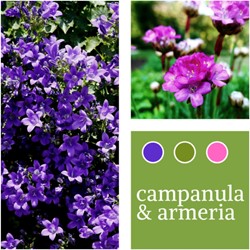 Planten Mix Campanula & Armeria maritima