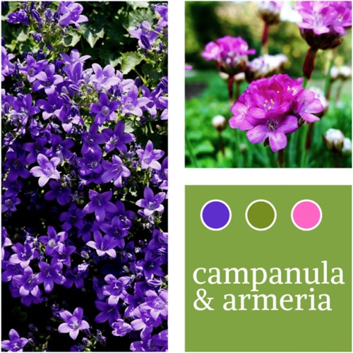 Plant Mix Campanula & Armeria maritima