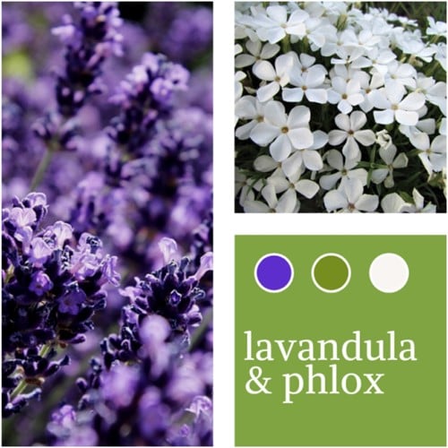 Plant Mix Lavandula & Phlox paniculata