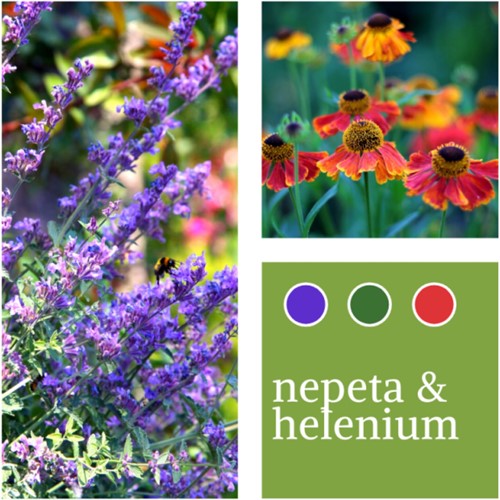 Plant Mix Nepeta faassenii & Helenium