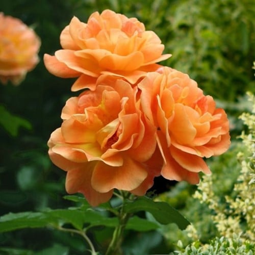 Rosaio rampicante Orange Climber (P11-40cm)