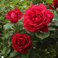 Rosa rampicante Red Climber (P11-40cm)