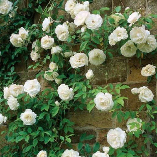 Rosaio rampicante White Climber (P11-40cm)