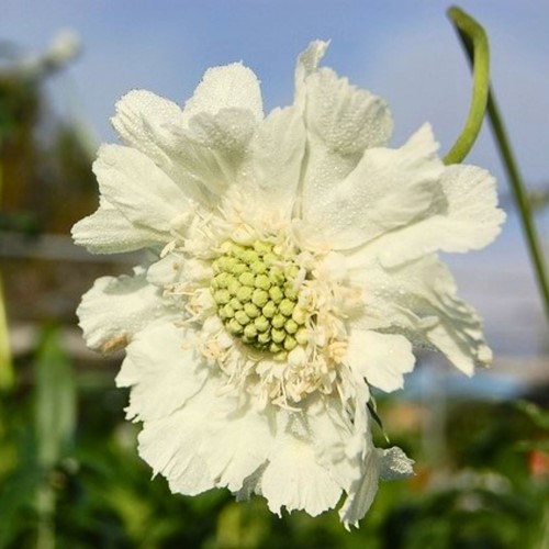 Scabiosa caucasica Alba - Vedovina (Confezione da sei)