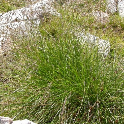 Magliarino Maggiore 'Goldschleier' (Deschampsia) Erba ornamentale (Confezione da 6)