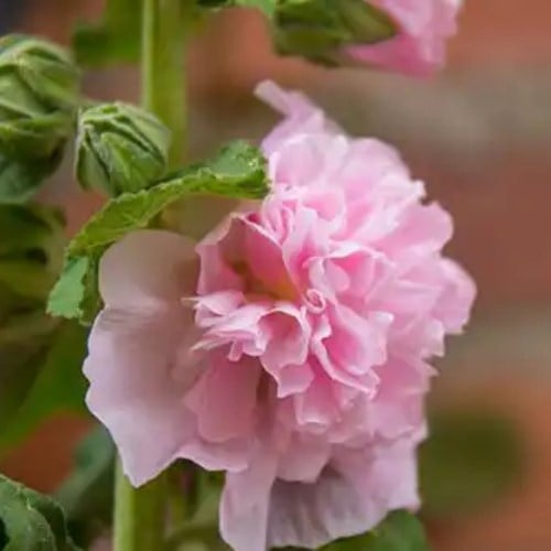 Malvone Rosa - Alcea rosea