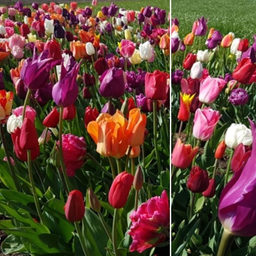Tulipano Fantasy Mix confezione XL
