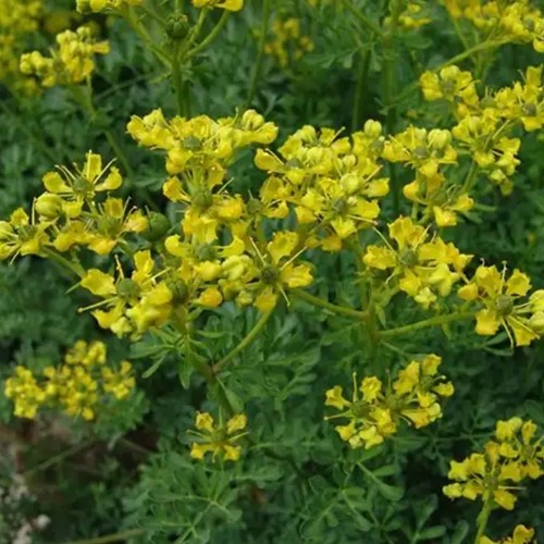 Ruta Comune - Ruta graveolens (pianta da vaso)