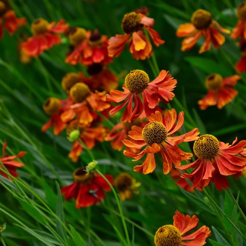 Helenium Moerheim Beauty (Pianta in vaso)