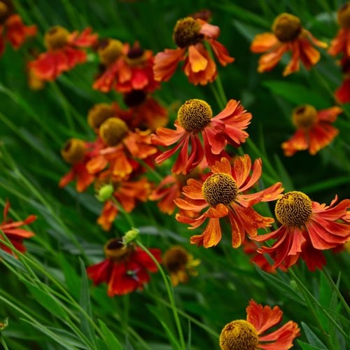 Helenium Moerheim 'Beauty' (Pianta in vaso) (Confezione da 6)