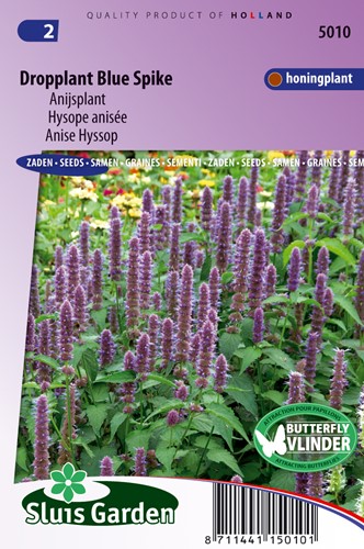 Agastache Blue Spike