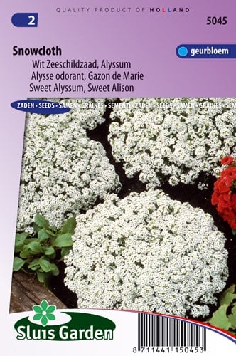 Alisso Tappetto di Neve - Alyssum