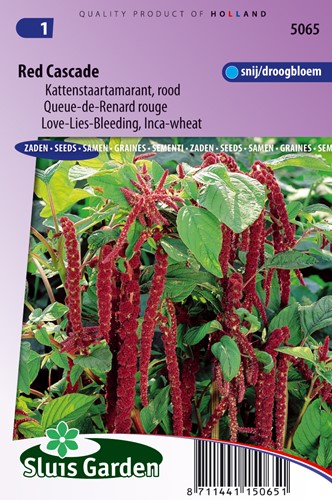 Amaranto 'Red Cascade' - Amaranthum