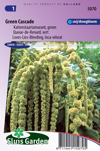Amaranto 'Green Cascade' - Amaranthus caudatus