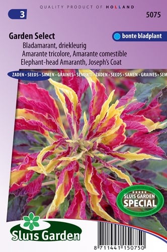 Amaranto - Amaranthus tricolor 'Garden Select'