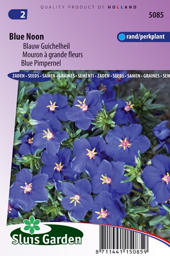 Blu Pimpernel blu Mezzogiorno