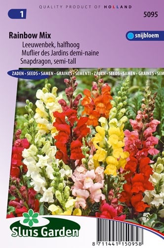 Mix ‘Rainbow’ di Bocca di Leone (Antirrhinum)