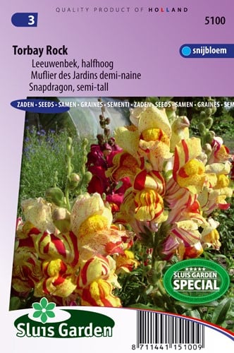 Bocca di leone mix 'Torbay Rock' - Antirrhinum