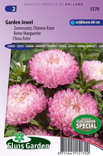 Aster Giardino Jewel Rose (estate Aster)