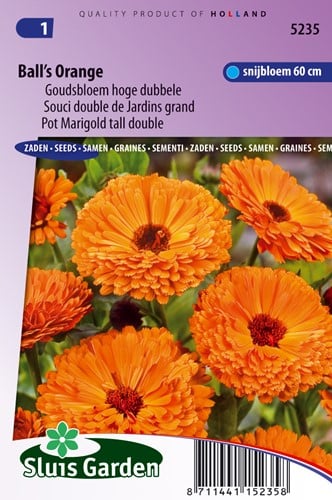 Calendola 'Ball's Orange' (Calendula Officinalis)