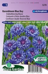 Fiordaliso fiore doppio Blu Boy - Centaurea cyanus
