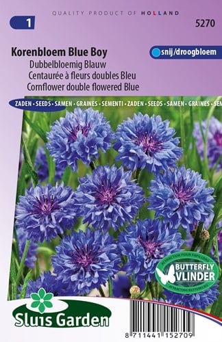 Fiordaliso fiore doppio Blu Boy - Centaurea cyanus