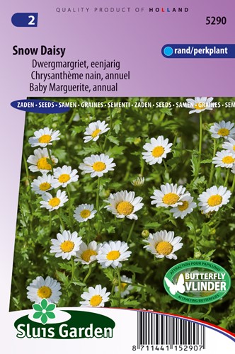 Marguerite Snow Daisy (Chrysanthemum)