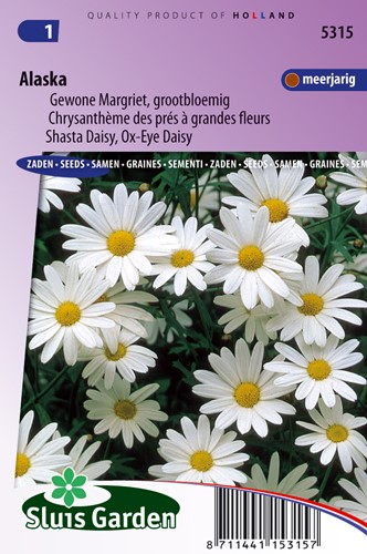Margherita 'Alaska' (Leucanthemum)