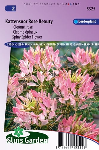 Cleome Rose Beauty