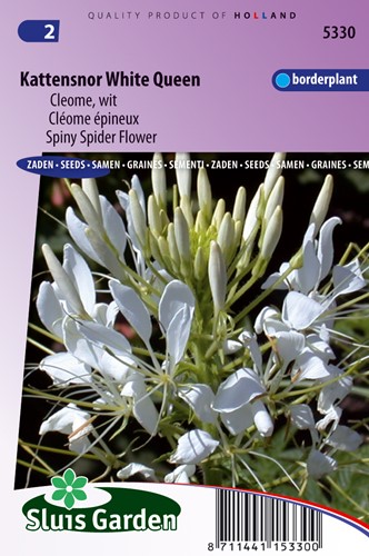 Cleome White Queen