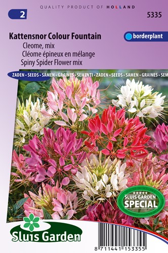 Cleome Colour Fountain mix