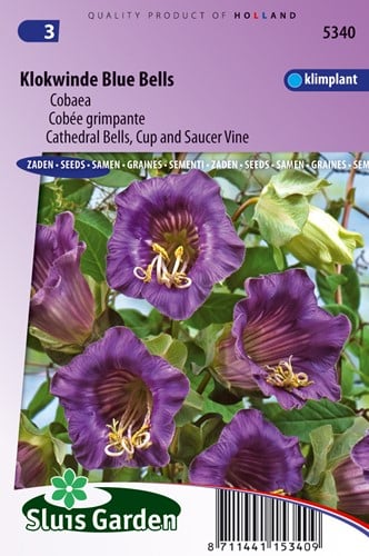 Cobaea Rampicante ‘Blue Bells’ (Cobaea Scandens)