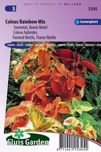 Coleus Arcobaleno Mix, coltivatori di mercato di qualità (Coleus)