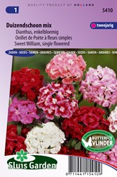 Duizendschoon singolo fiore mescolato