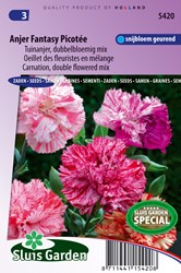 Misto di Garofani doppi Fantasy Picotée - Dianthus caryphyllus