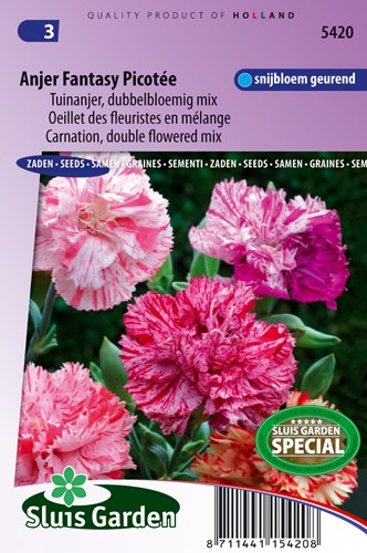 Misto di Garofani doppi Fantasy Picotée - Dianthus caryphyllus