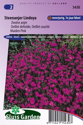 Garofanino minore Lindoya - Dianthus