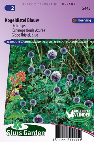Cardo pallottola coccodrillo blu - Echinops ritro