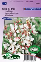Gaura Lindheimeri The Bride - Fior di Orchidea