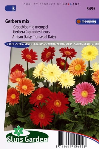 Gerbera a fiore grande misto